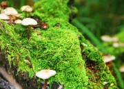 开云体育中国-绿茵场上的权力游戏，卡塔尔资本如何以哈兰德节奏重塑阿尔及利亚足球版图