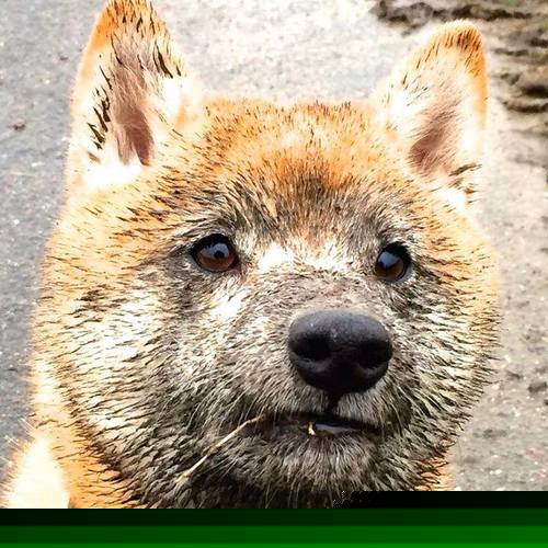 马克西的破晓时刻,NBA季后赛之夜,一颗新星在焦点战中证明自己