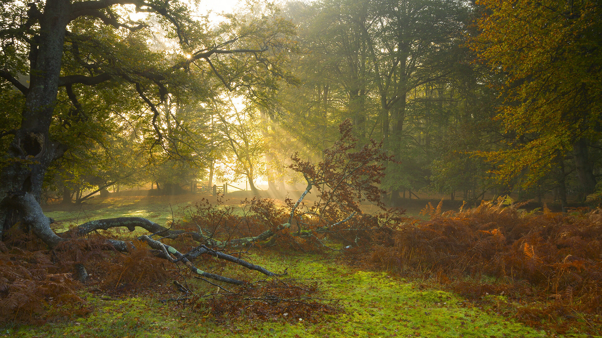 绿茵场上的权力游戏,卡塔尔资本如何以哈兰德节奏重塑阿尔及利亚足球版图